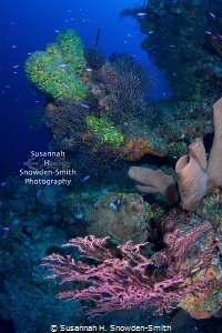 "The Most Beautiful Reef #2" - Gorgeous, colourful corals... by Susannah H. Snowden-Smith 